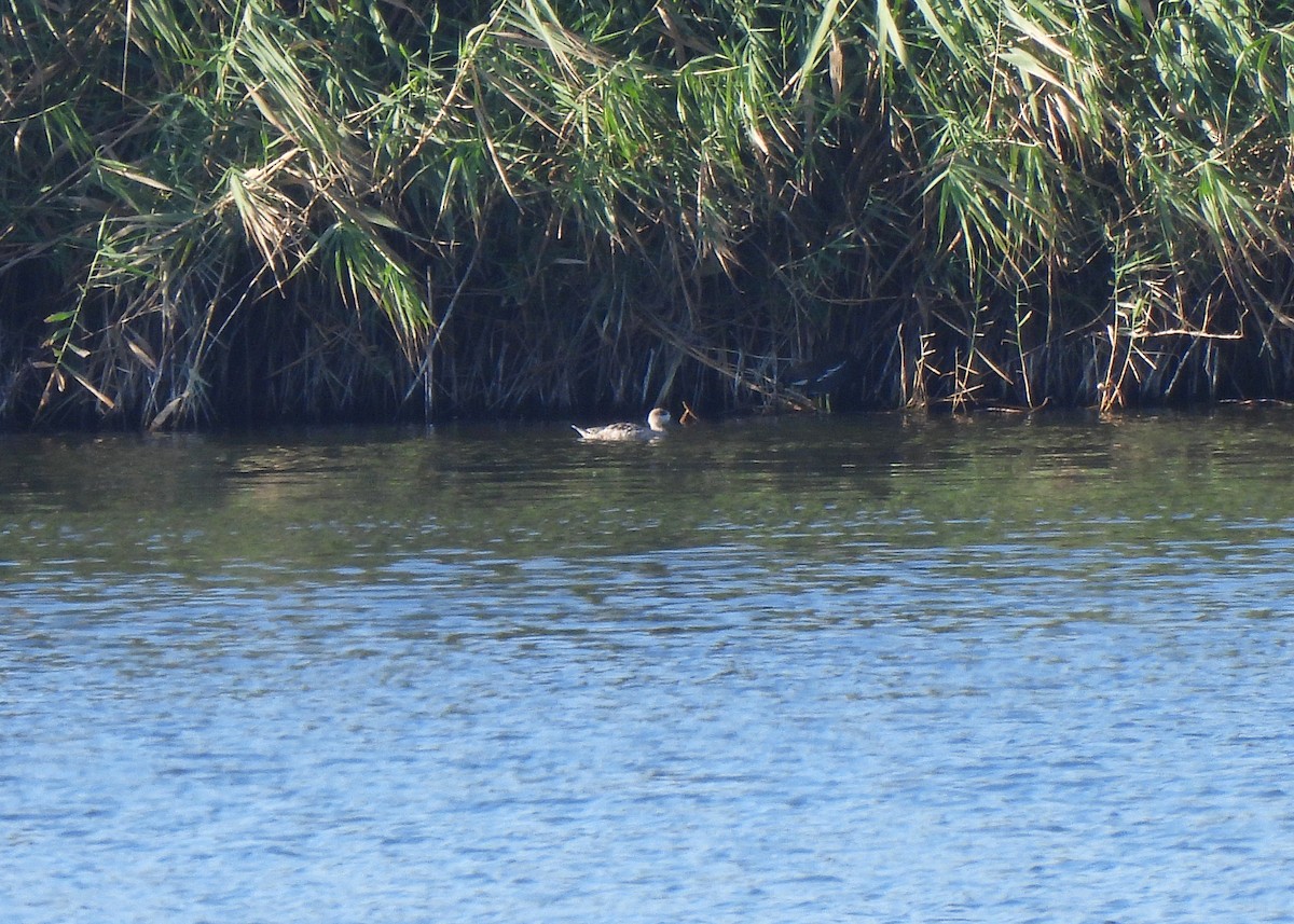 Marbled Duck - ML645542752