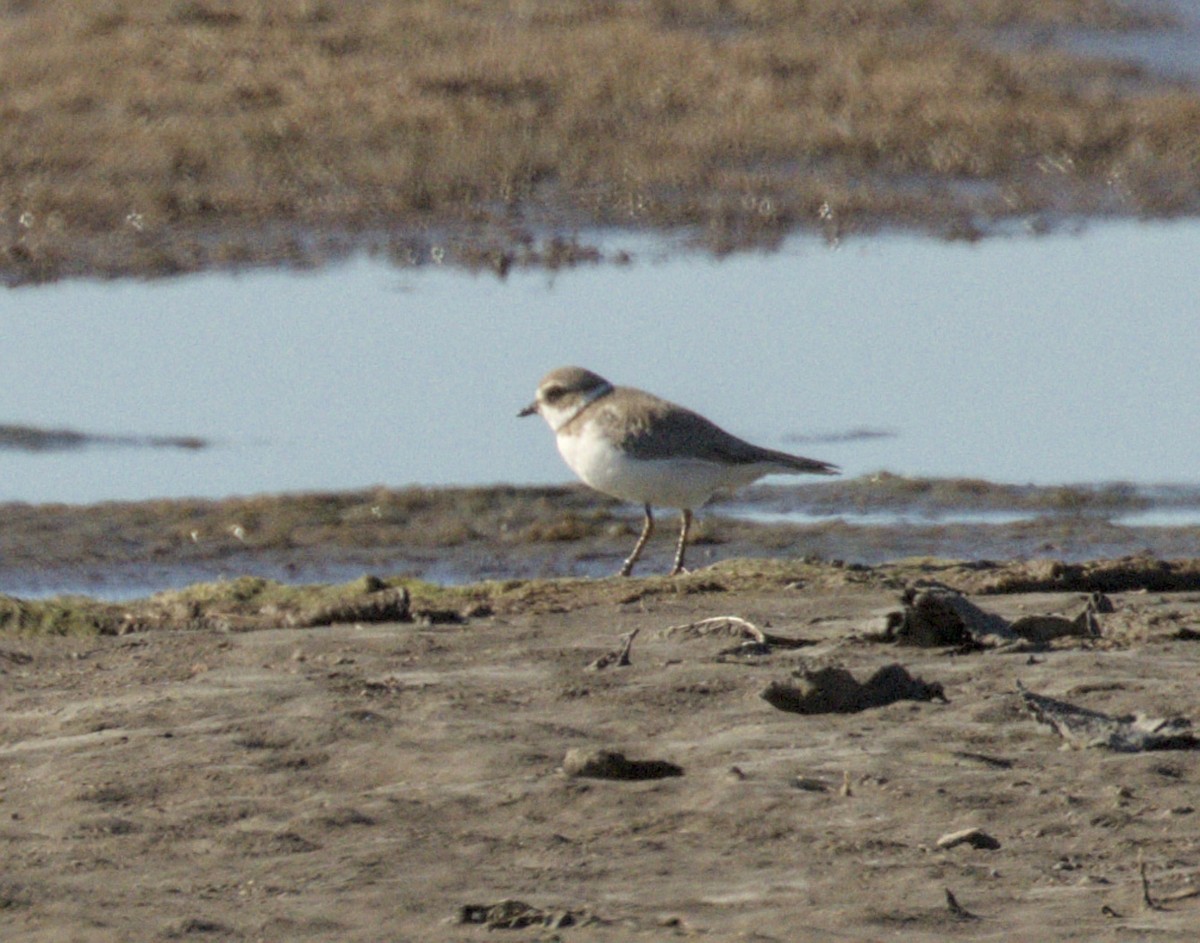 Semipalmated Plover - ML645542755