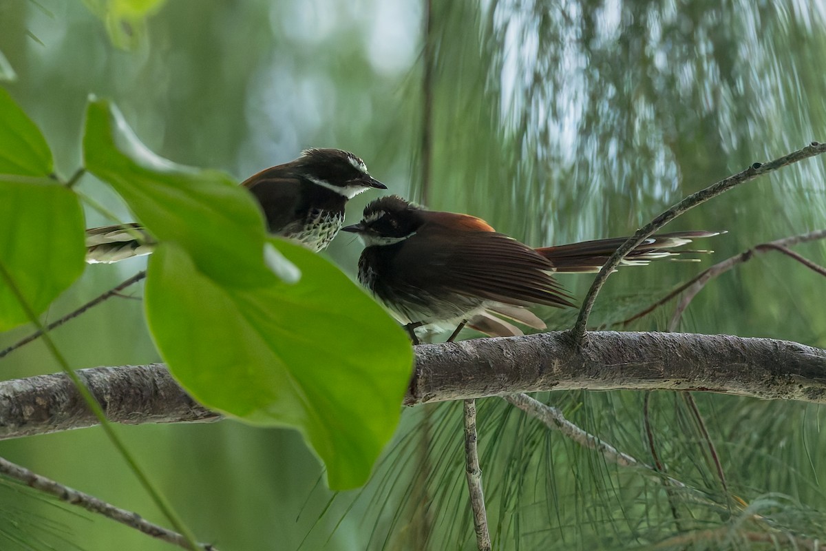 Supertramp Fantail - ML645542756