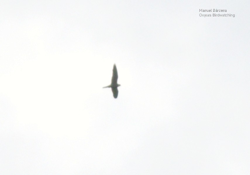 Eleonora's Falcon - ML645542757