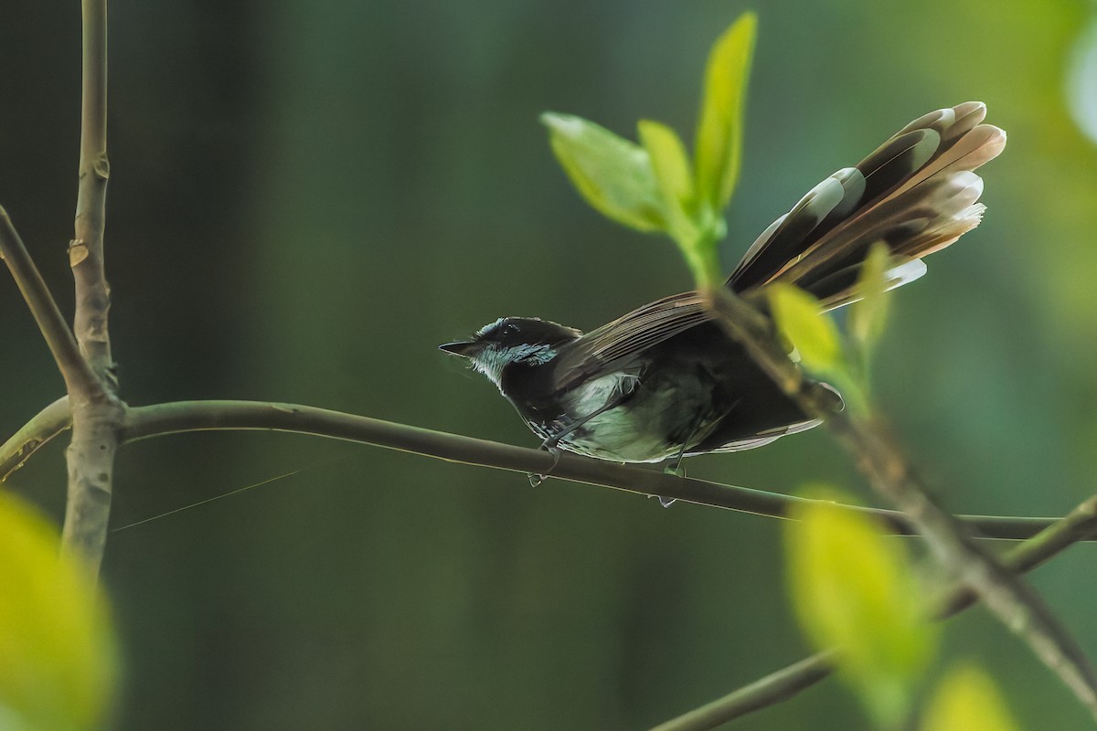 Supertramp Fantail - ML645542758