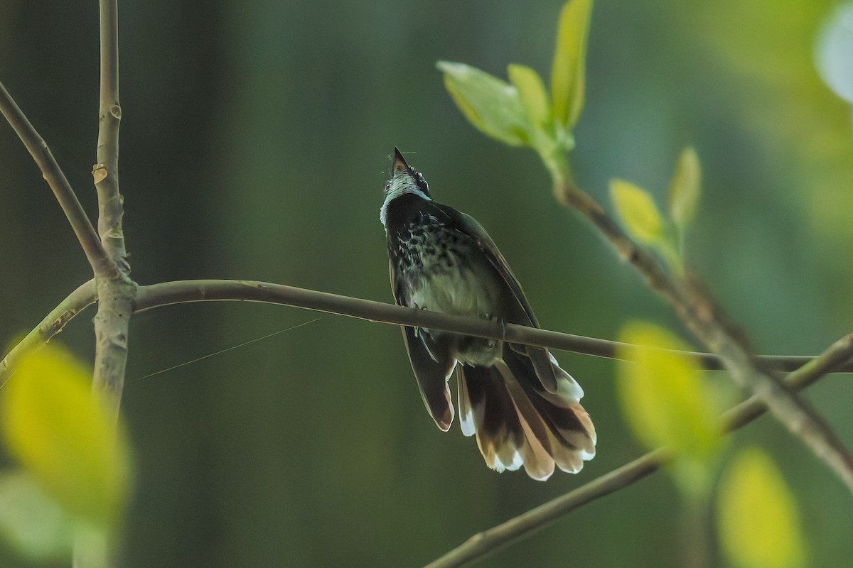 Supertramp Fantail - ML645542759