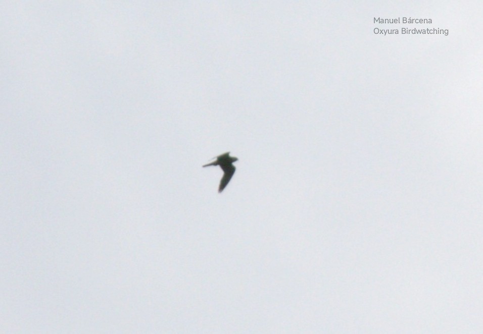 Eleonora's Falcon - ML645542763