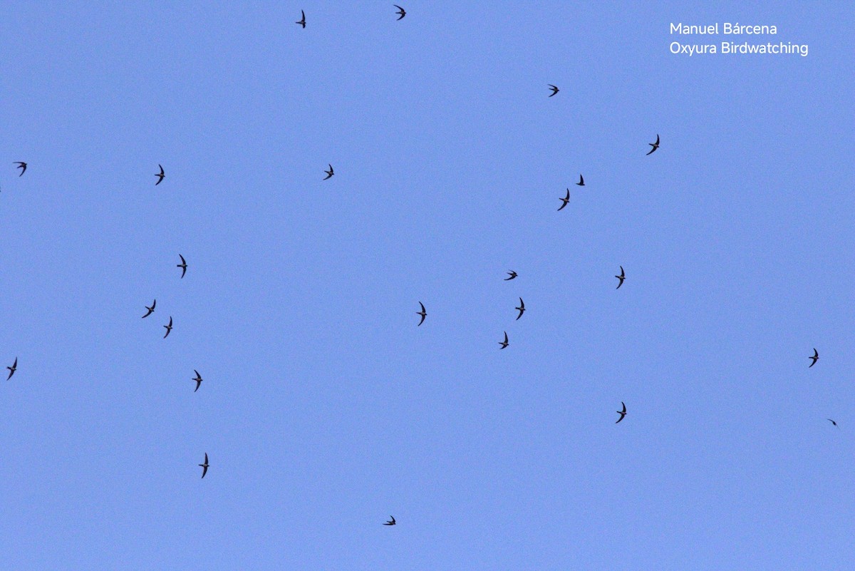 Alpine Swift - ML645542776