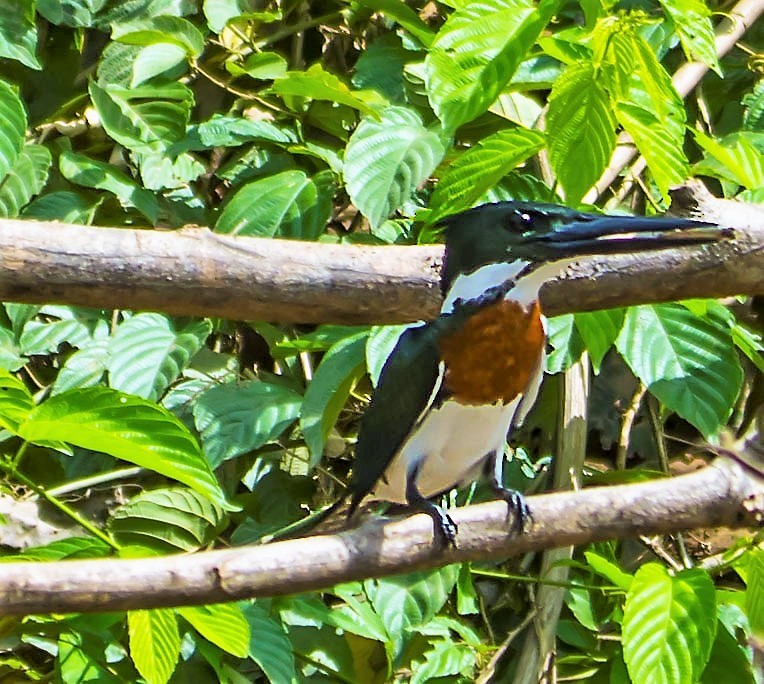 Amazon Kingfisher - ML645542781