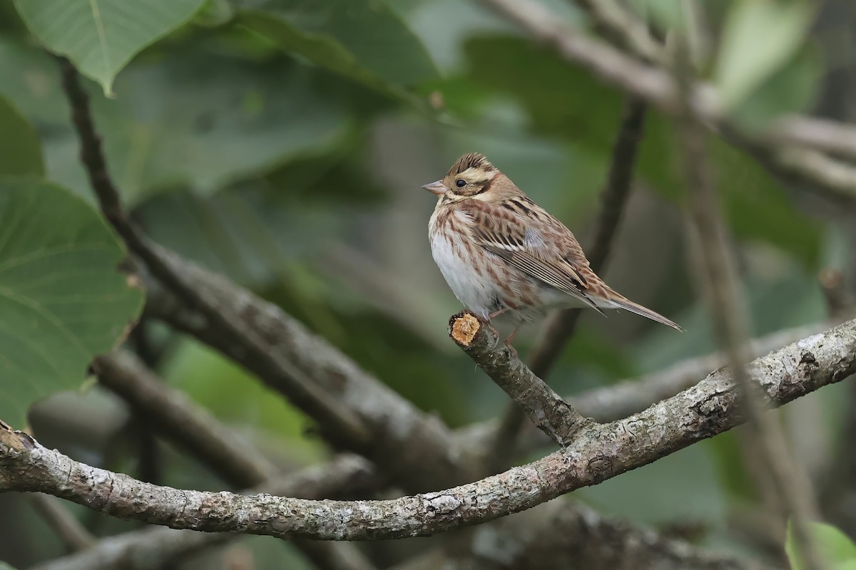 Rustic Bunting - ML645542782