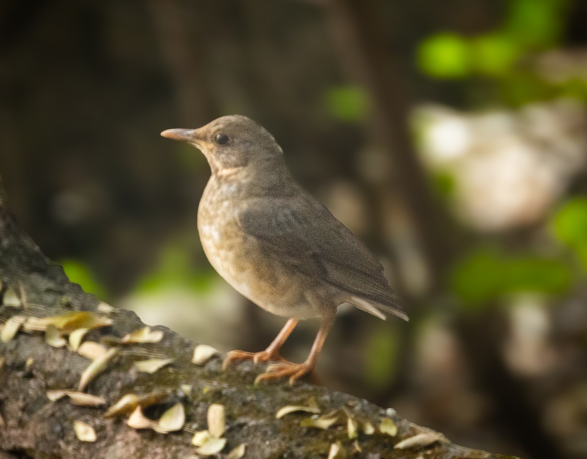 Zozo grisa - ML645542784