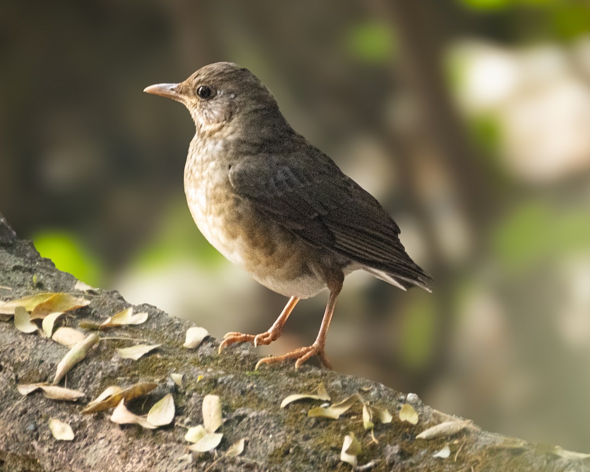 Zozo grisa - ML645542785