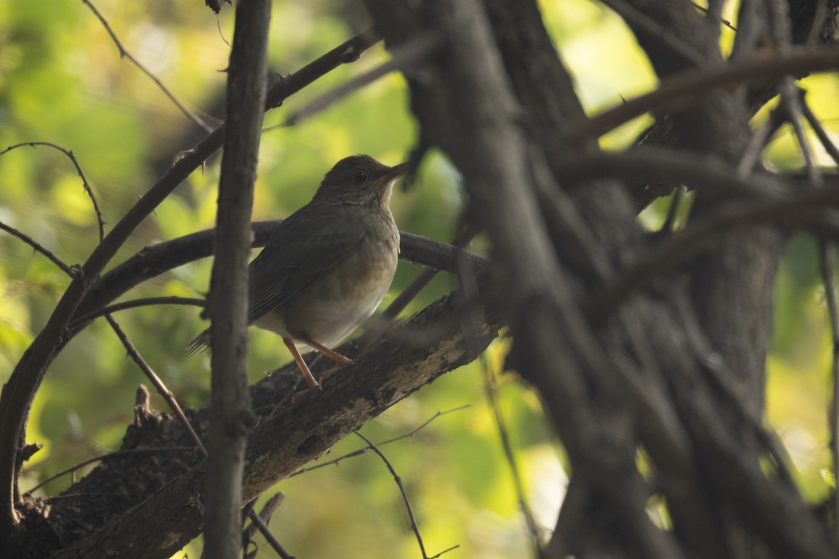 Tickell's Thrush - ML645542786