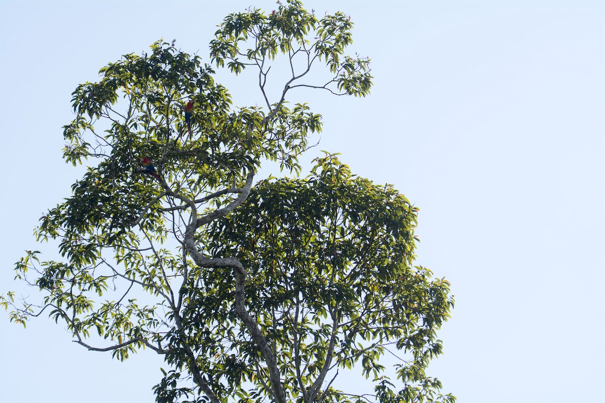 Scarlet Macaw - ML645542787