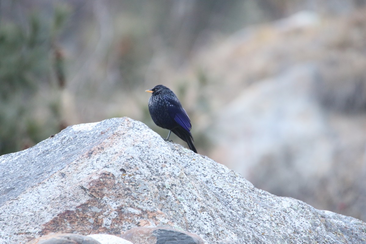 Blue Whistling-Thrush - ML645542790