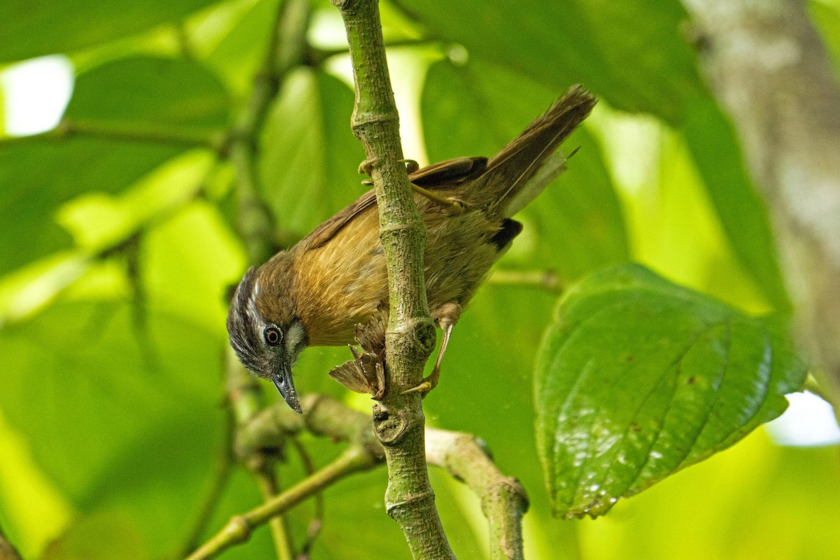 Gray-throated Babbler - ML645542792