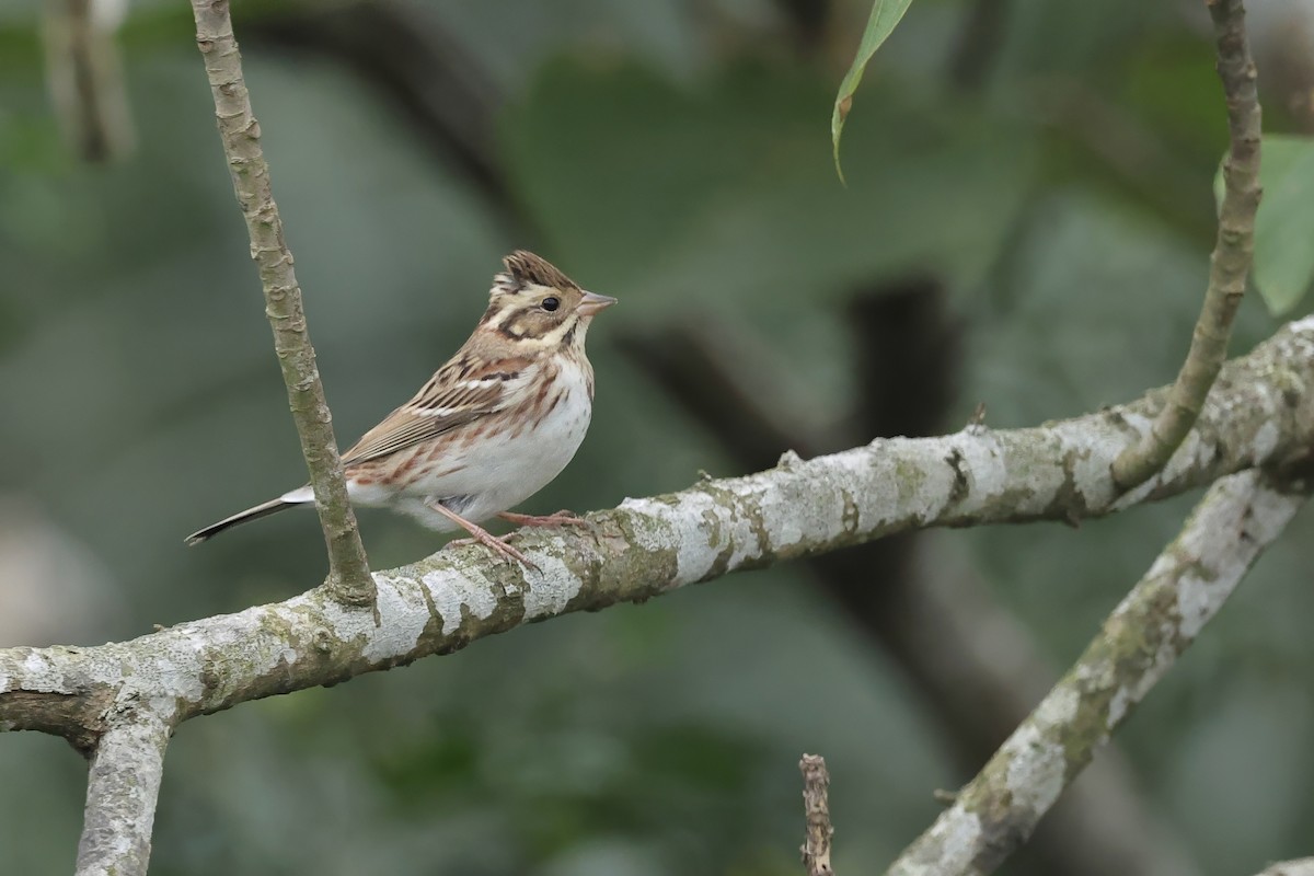 Rustic Bunting - ML645542793