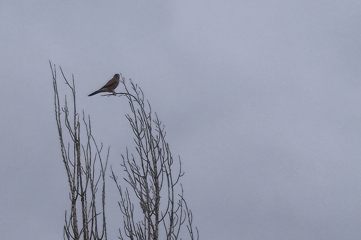 Eurasian Kestrel - ML645542794