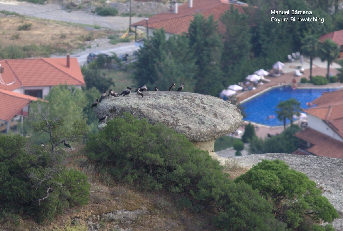 Hooded Crow - ML645542795