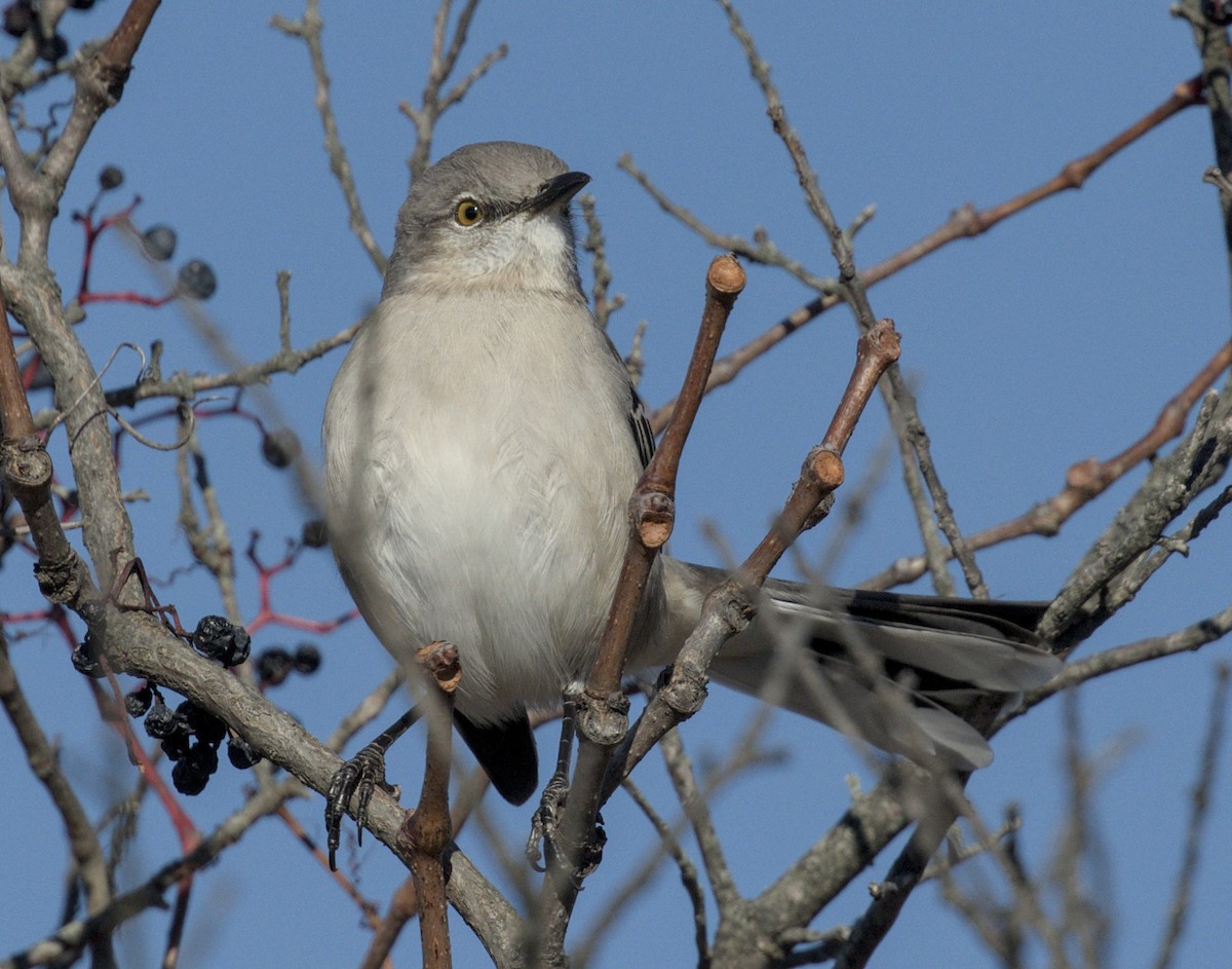 Northern Mockingbird - ML645542797