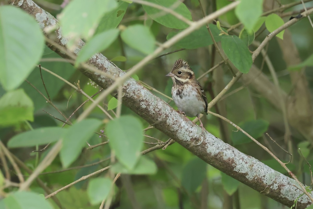 Rustic Bunting - ML645542798