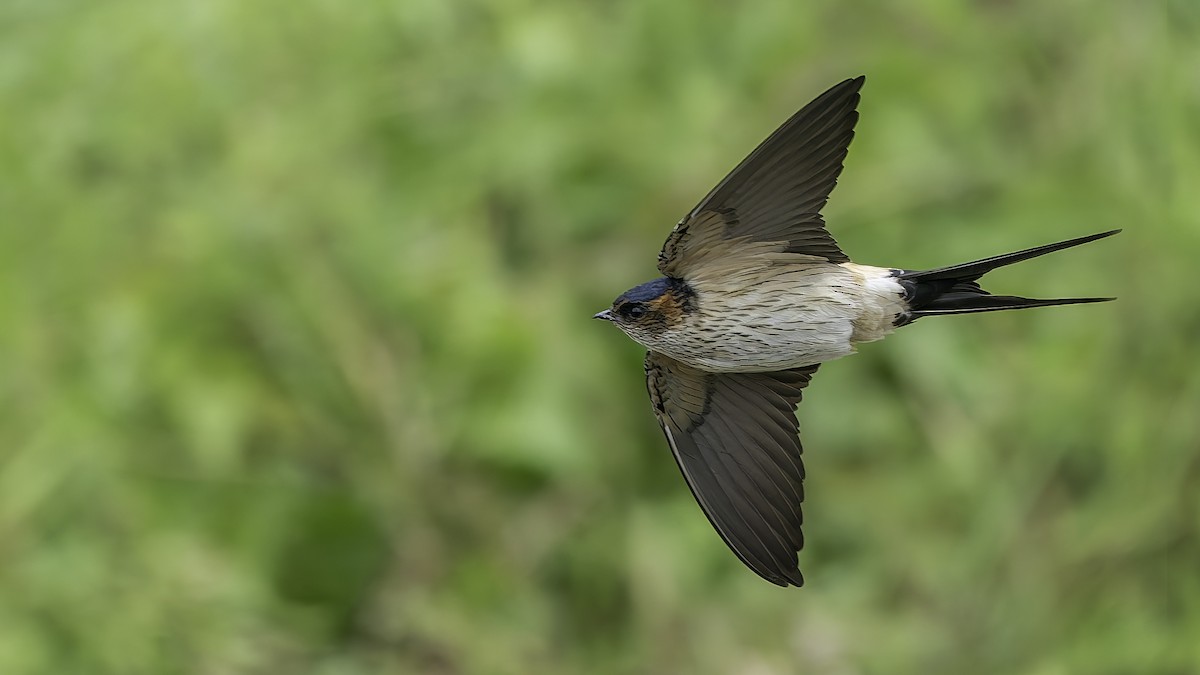 Eastern Red-rumped Swallow - ML645542799
