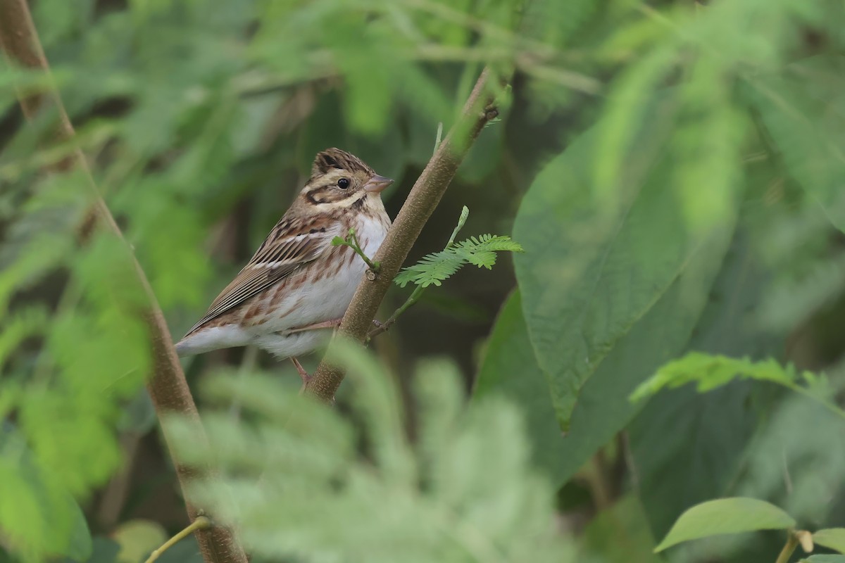 Rustic Bunting - ML645542800