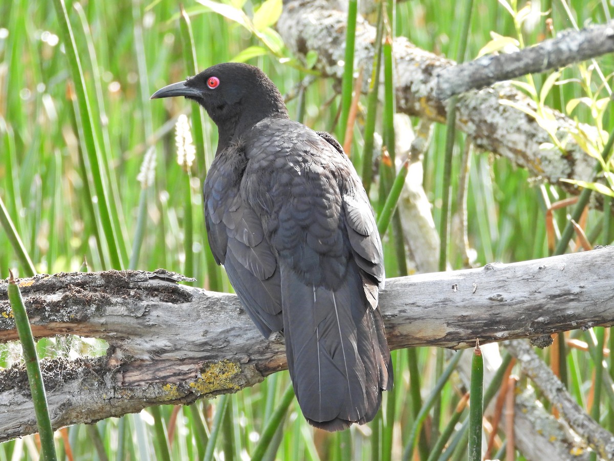 White-winged Chough - ML645542802