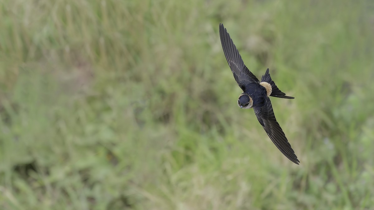 Eastern Red-rumped Swallow - ML645542803