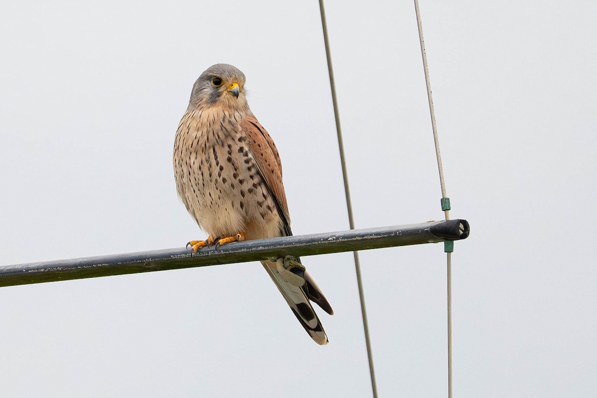 Eurasian Kestrel - ML645542804