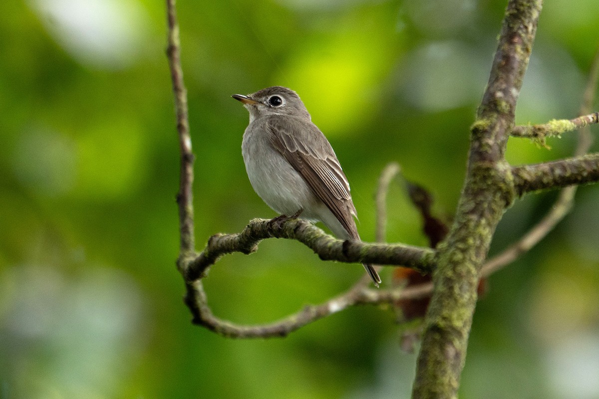 Asian Brown/Brown-streaked Flycatcher - ML645542806