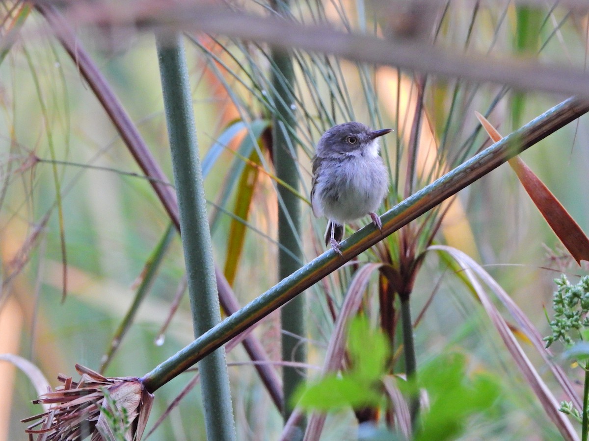 Pearly-vented Tody-Tyrant - ML645542807