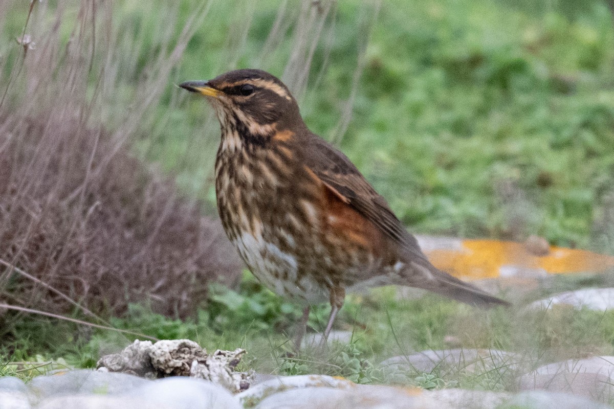 Redwing - ML645542808