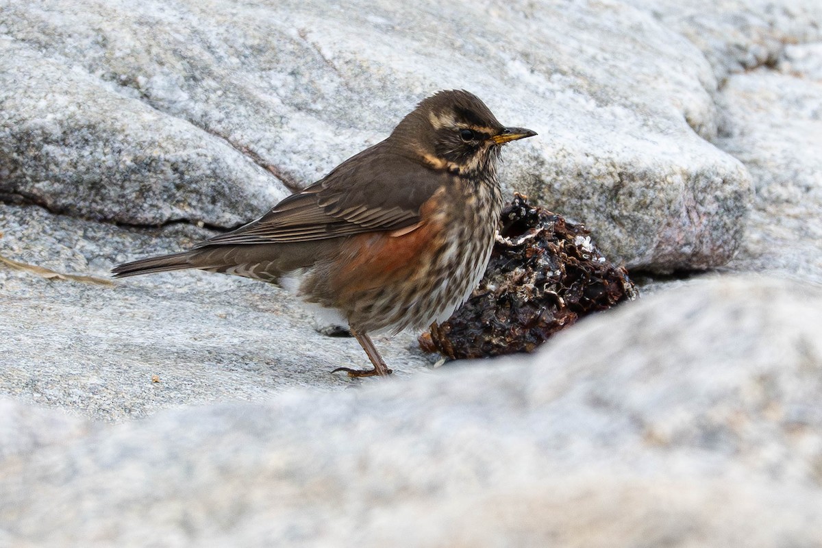 Redwing - ML645542809