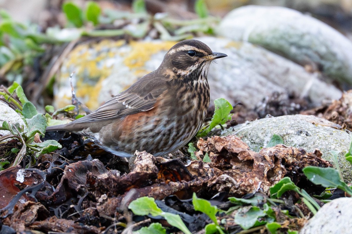 Redwing - ML645542810