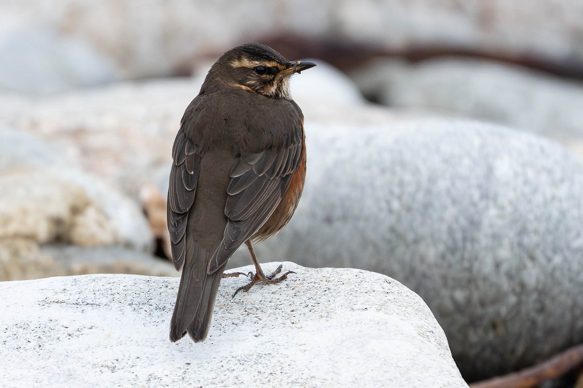 Redwing - ML645542811