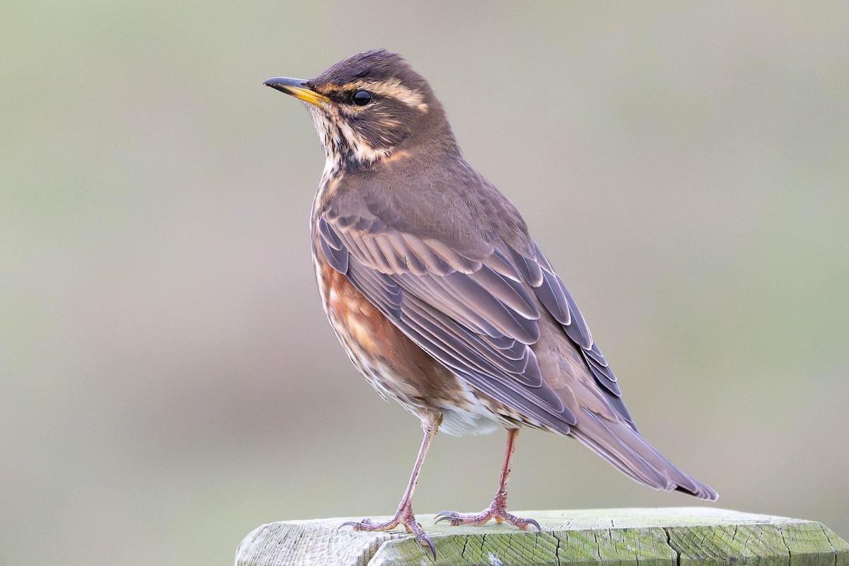 Redwing - ML645542812