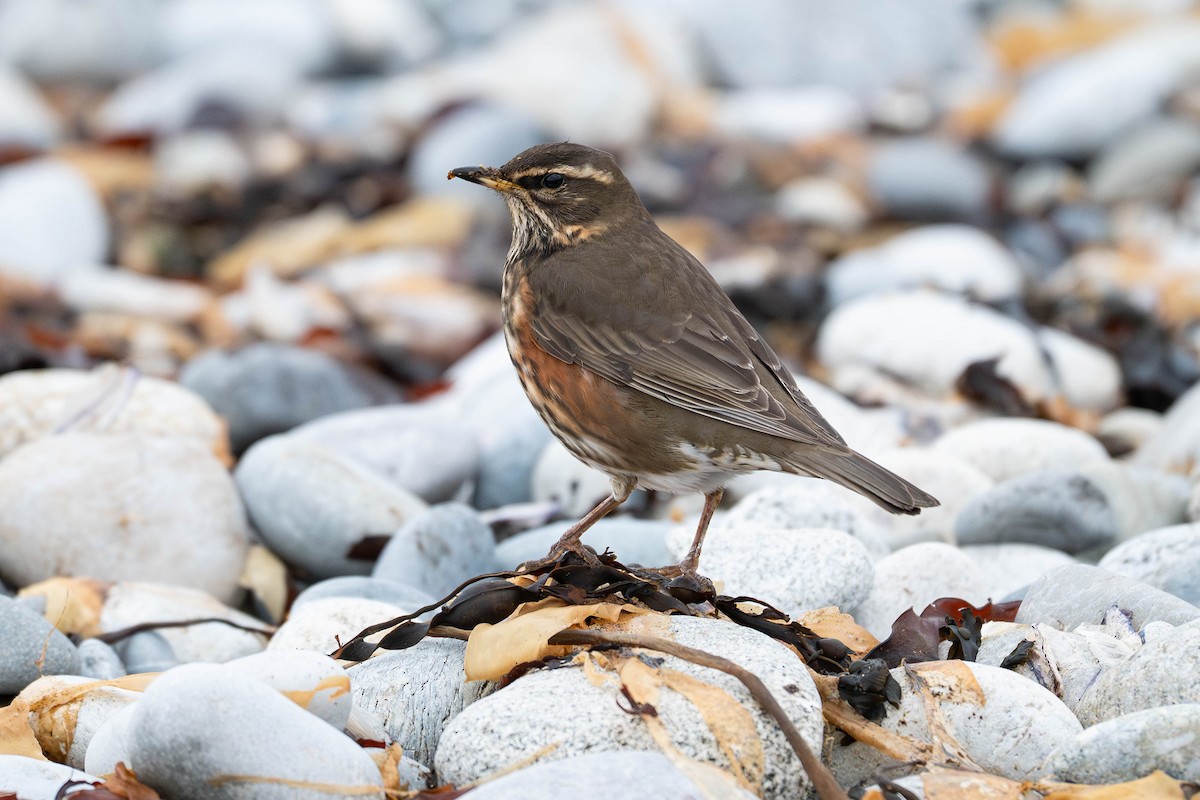 Redwing - ML645542813