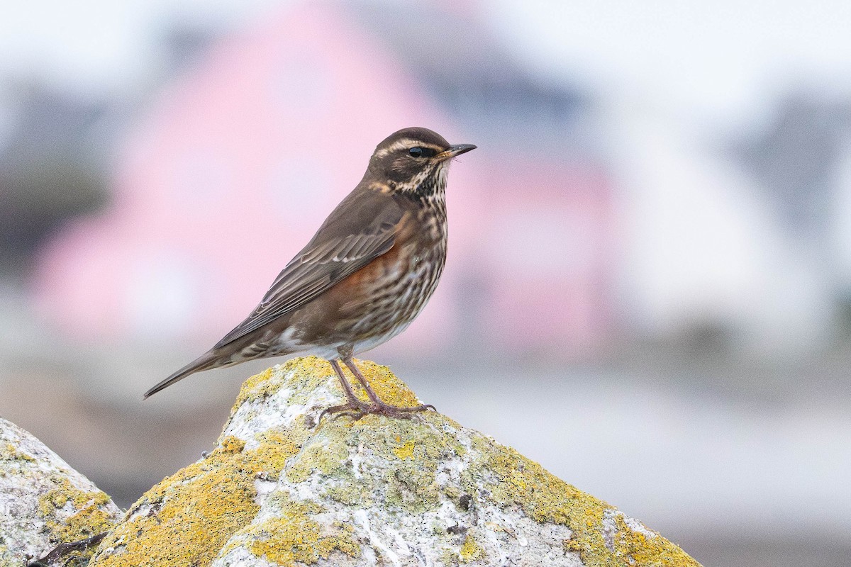 Redwing - ML645542814