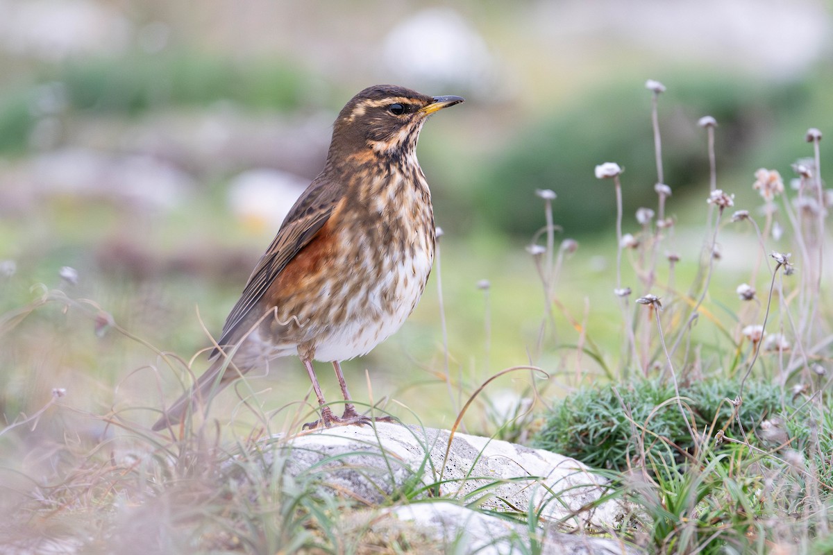 Redwing - ML645542815