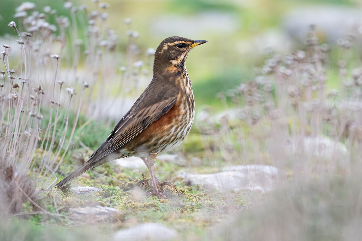 Redwing - ML645542816