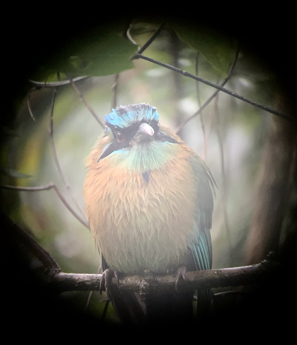 Lesson's Motmot - ML645542818
