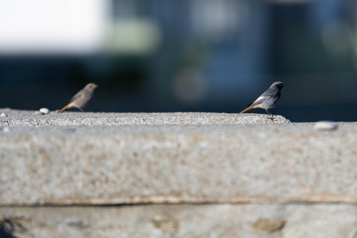 Black Redstart - ML645542823