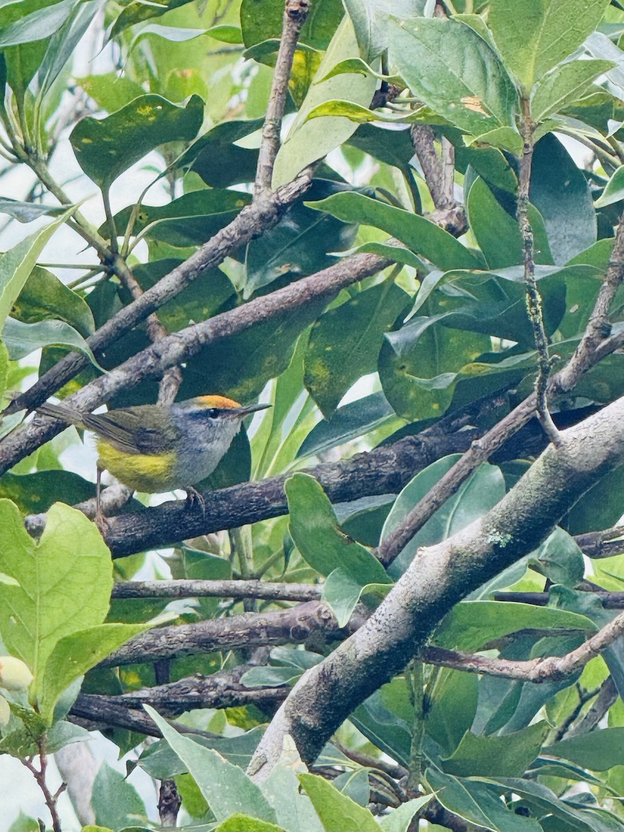 Mountain Tailorbird - ML645542824