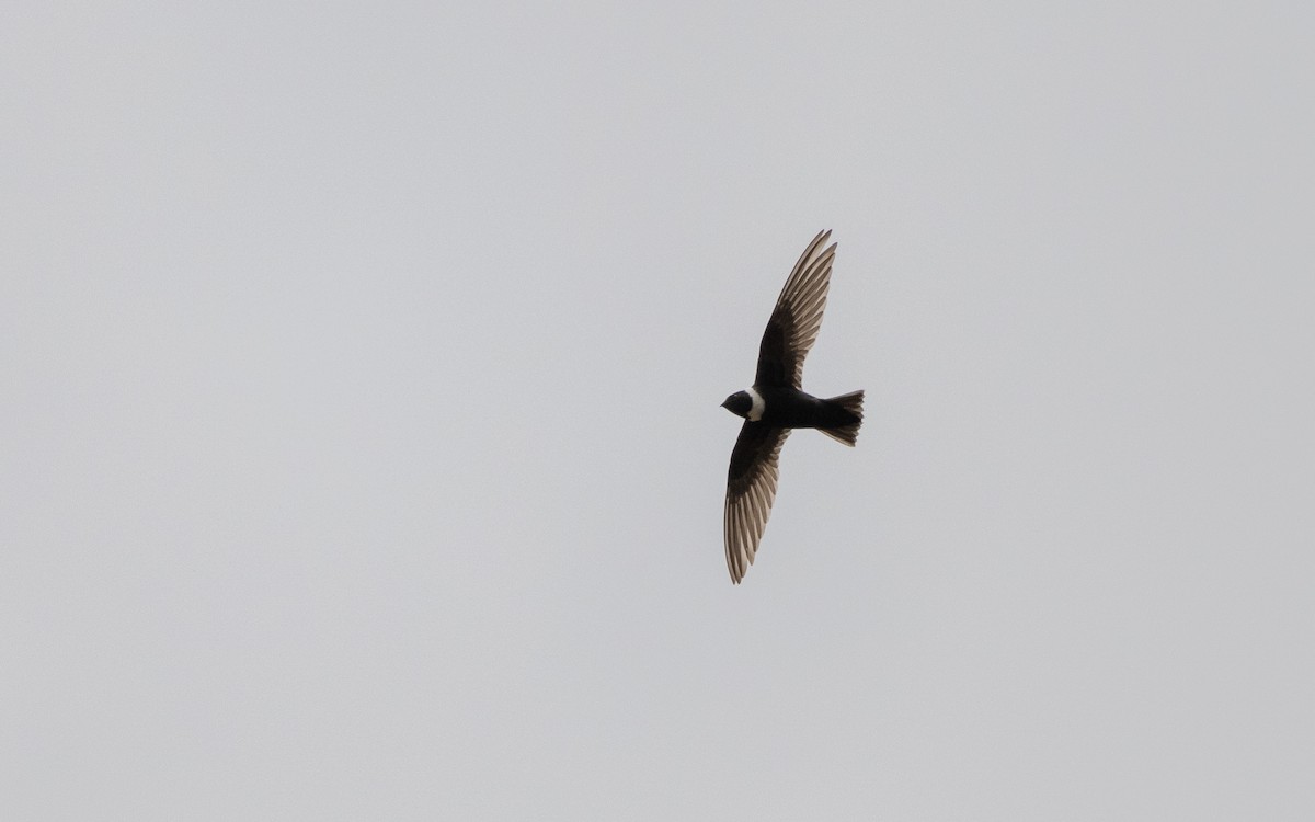White-collared Swift - ML645542825