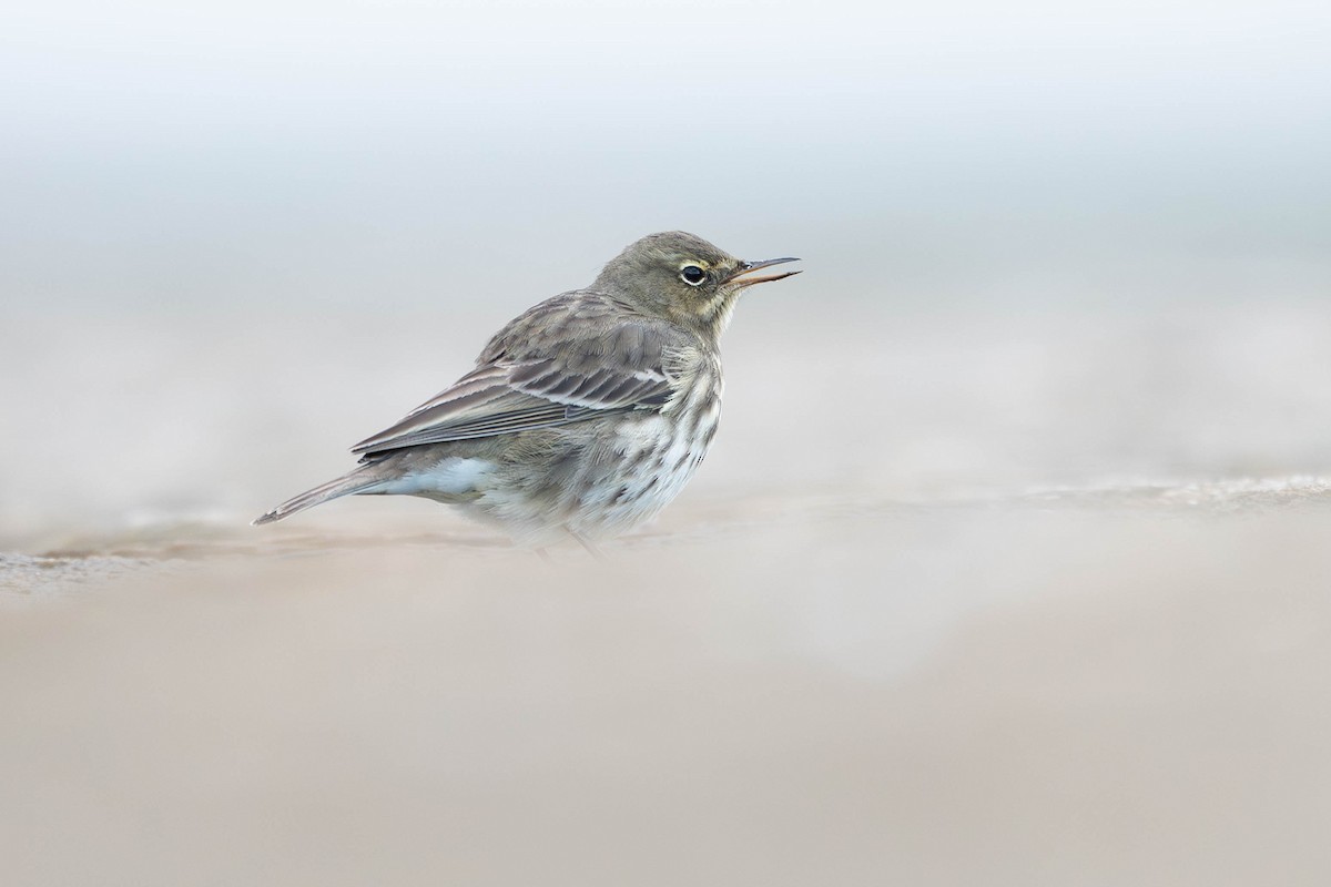 Bisbita Costero - ML645542826