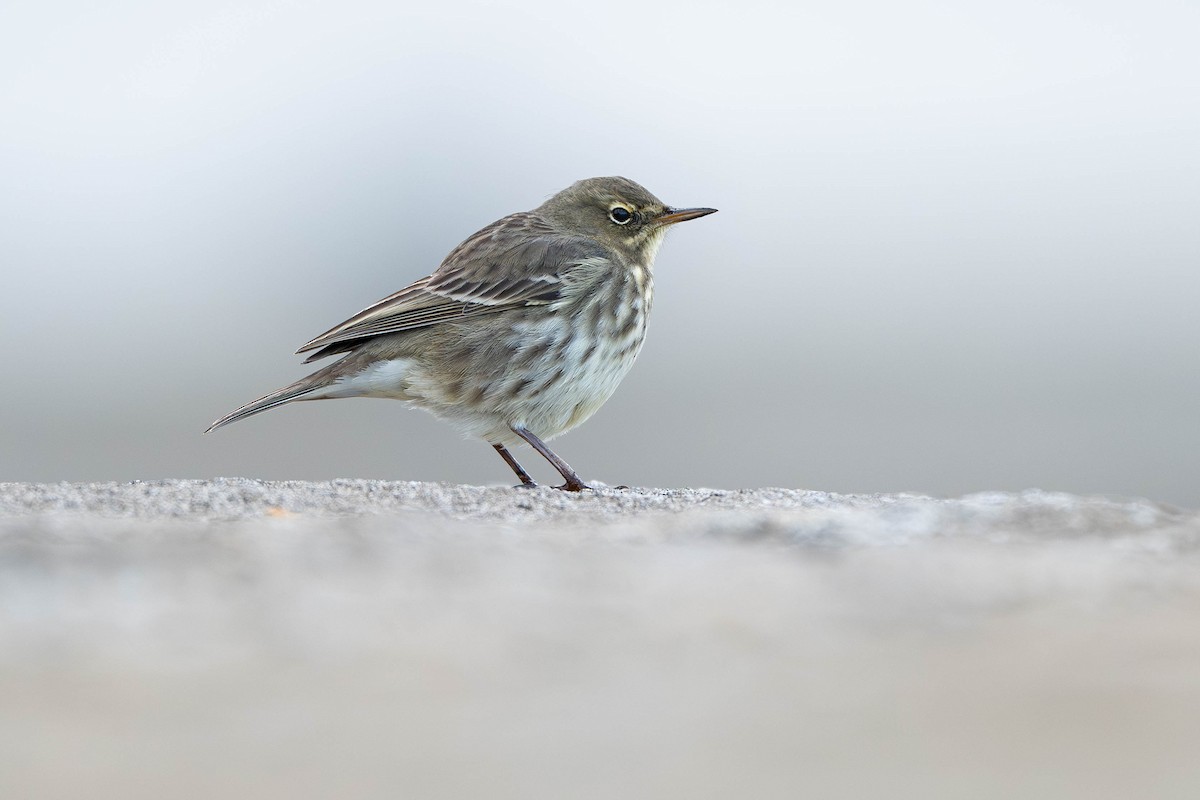 Bisbita Costero - ML645542827