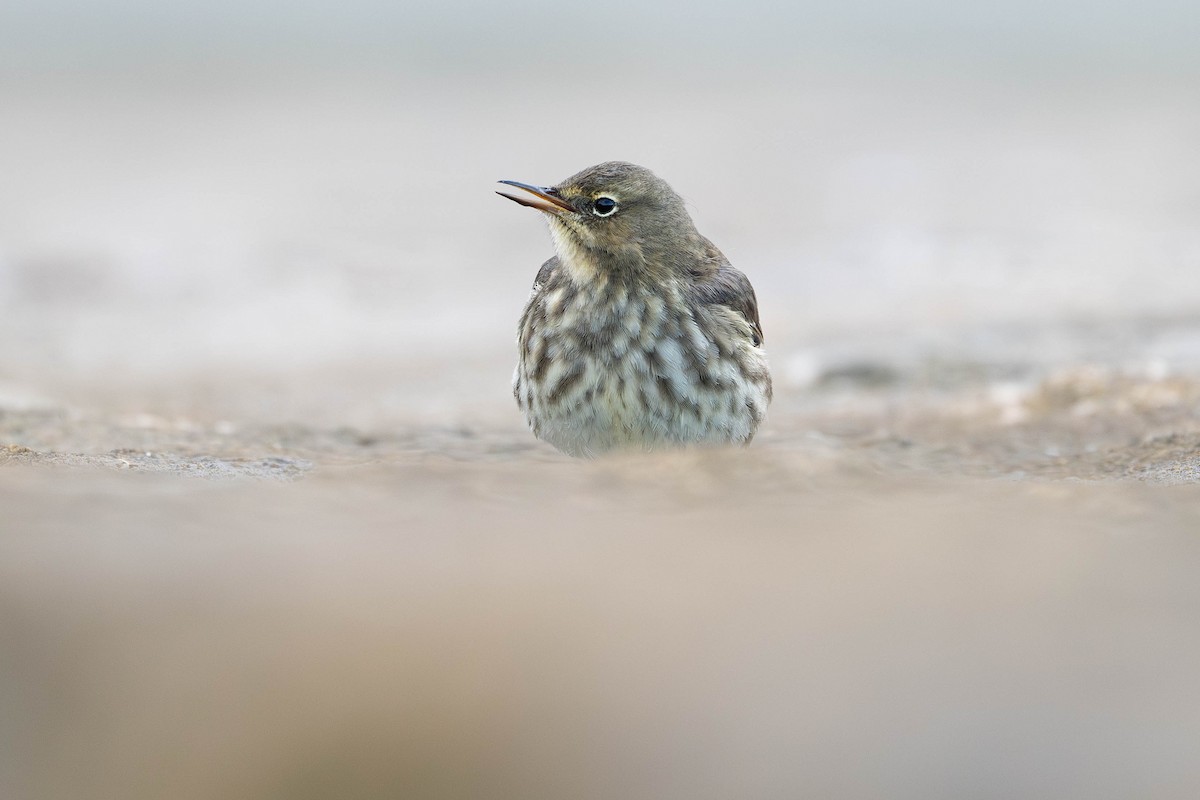 Bisbita Costero - ML645542828