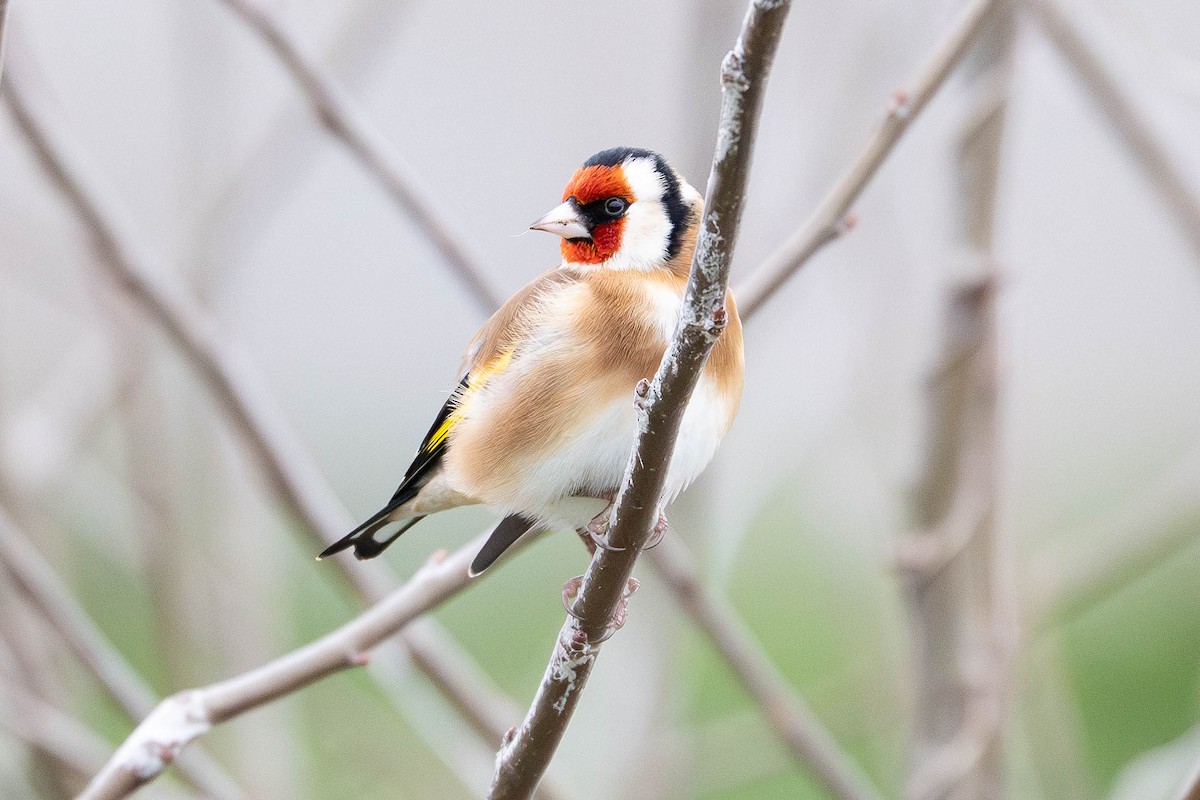 European Goldfinch - ML645542835
