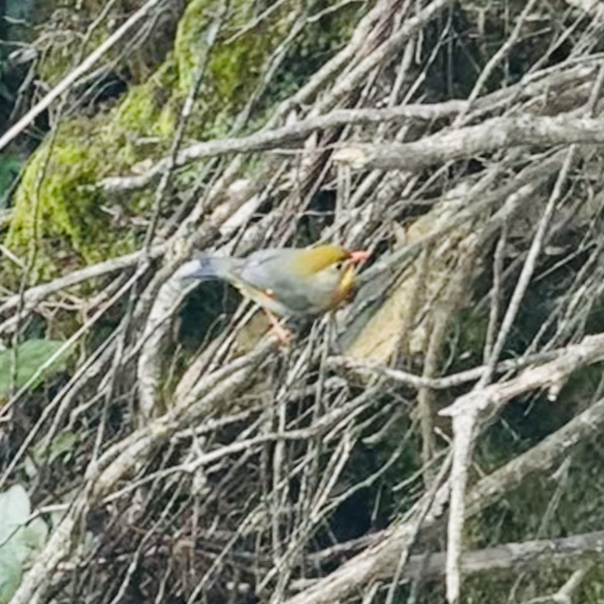 Red-billed Leiothrix - ML645542837