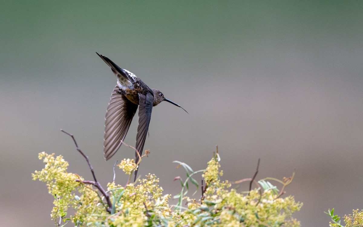 Colibri géant - ML645542838