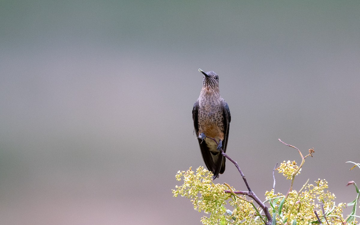 Colibri géant - ML645542839
