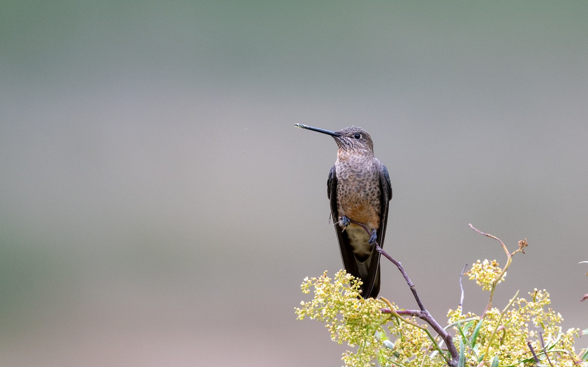 Colibri géant - ML645542840