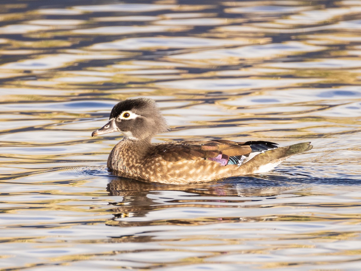 Wood Duck - ML645542841
